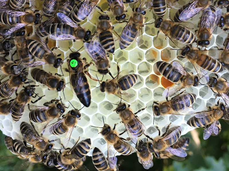 Matka pszczela